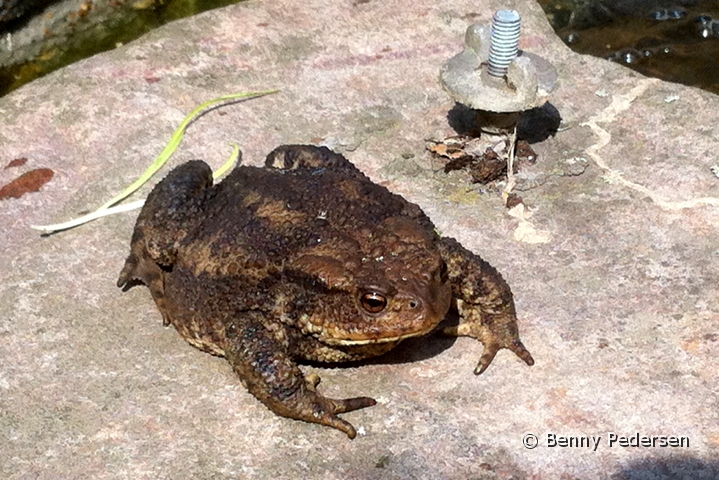 skrubtudse IMG_0040.jpg - Skrubtudse (Bufo bufo)